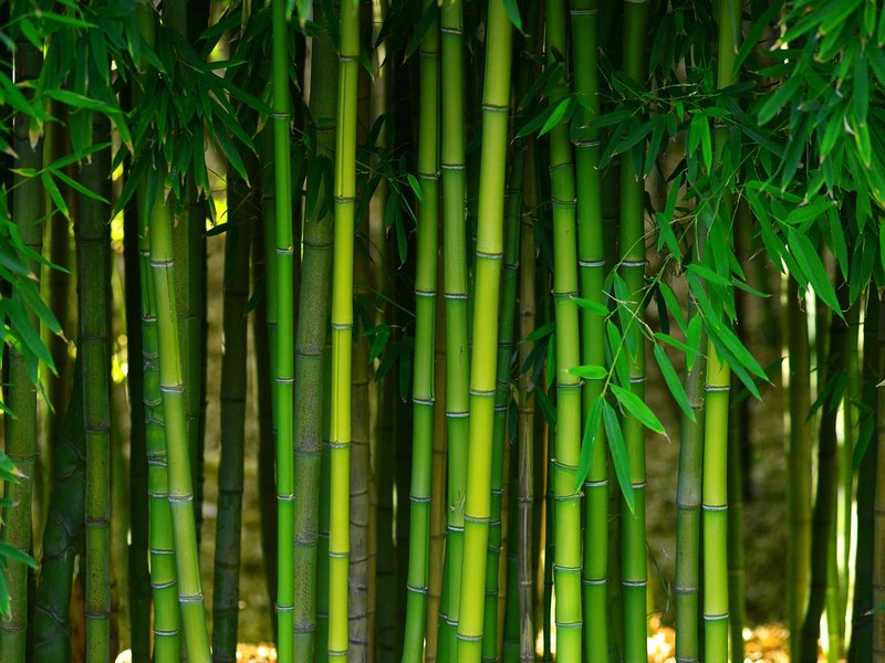 Bamboo from Brosious Carpet and Floors Inc in Missoula, MT