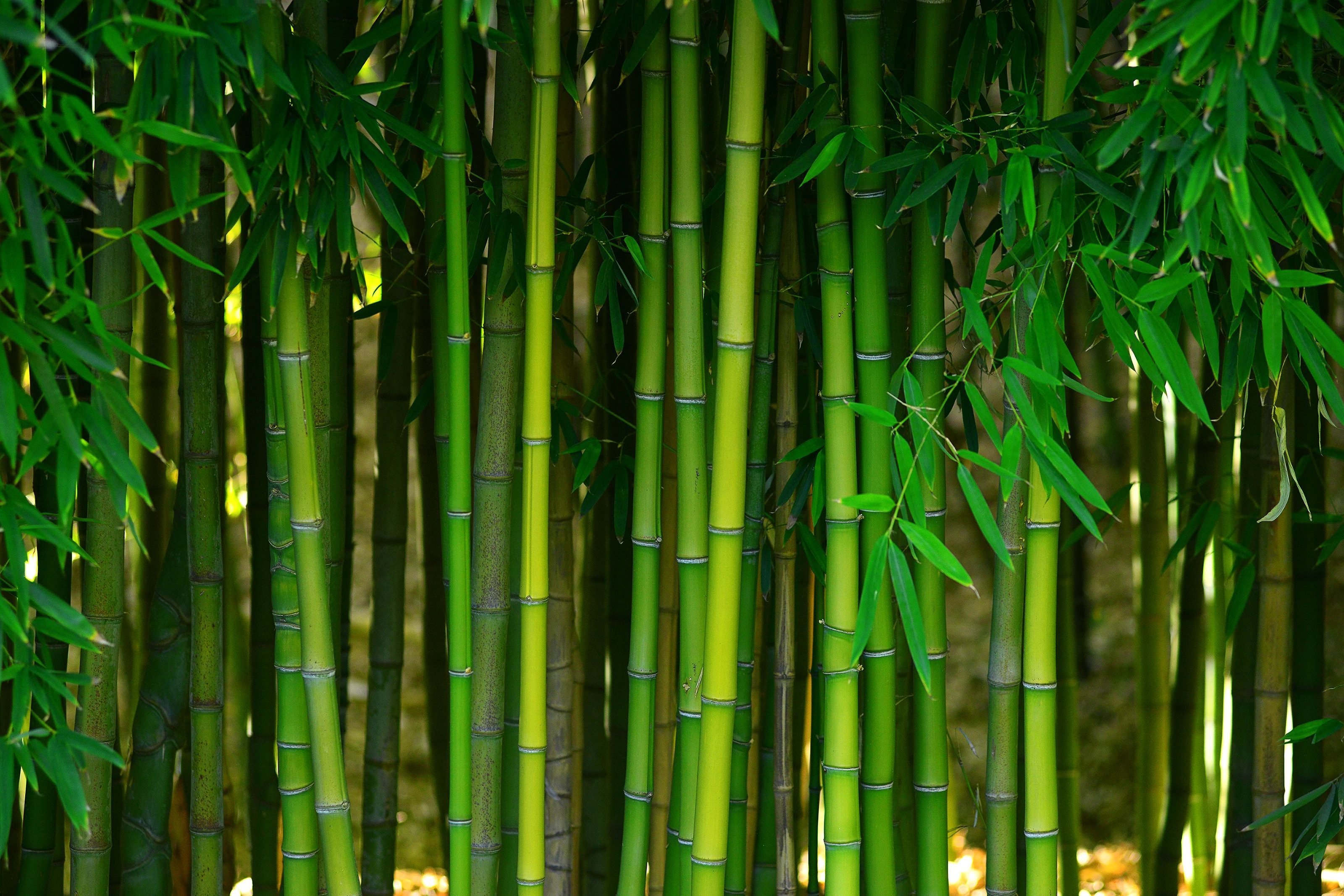 Bamboo from Brosious Carpet and Floors Inc in Missoula, MT